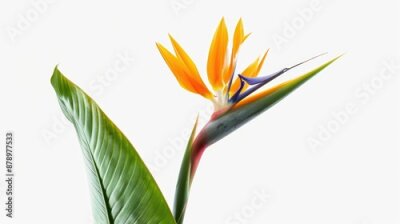 Papier peint  Strelitzia reginae flower isolated on white background