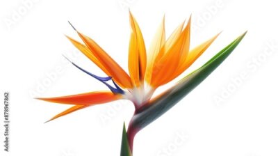 Papier peint  Strelitzia reginae flower isolated on white background