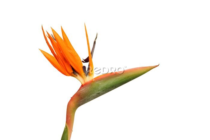 Papier peint  Strelitzia Reginae flower isolated on white background