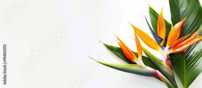 Papier peint  Strelitzia reginae flower isolated on white background with copy space image