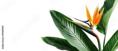 Papier peint  Strelitzia reginae flower isolated on white background with copy space image