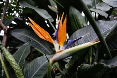 Papier peint  Strelitzia reginae flower on a blooming plant