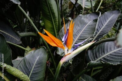 Papier peint  Strelitzia reginae flower on a blooming plant