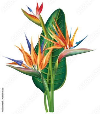 Papier peint  Strelitzia reginae flower on white