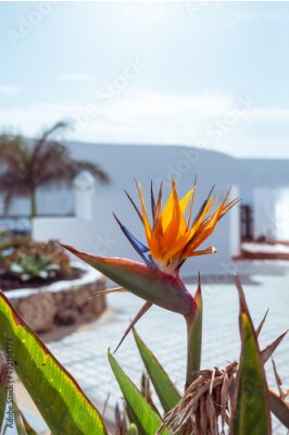 Papier peint  Strelitzia reginae flower or bird flower