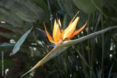 Papier peint  Strelitzia Reginae flower or Bird of paradise flower