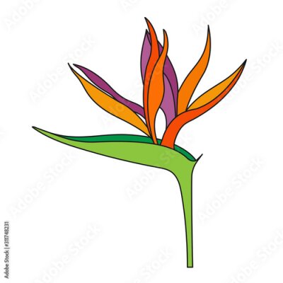 Papier peint  Strelitzia reginae flower or bird Of Paradise flower isolated on a white background.