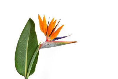 Papier peint  Strelitzia reginae flower or  bird of paradise flower with a leaf