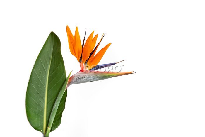 Papier peint  Strelitzia reginae flower or  bird of paradise flower with a leaf