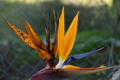 Papier peint  Strelitzia Reginae flower plant