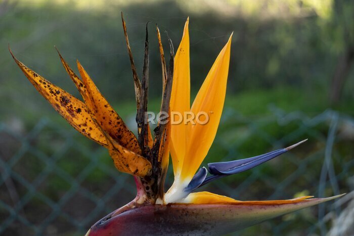 Papier peint  Strelitzia Reginae flower plant