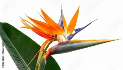 Papier peint  strelitzia reginae flower plant with leaves isolated on white background close up