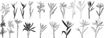 Papier peint  Strelitzia Reginae Flower: Simple Line Art SVG Drawing