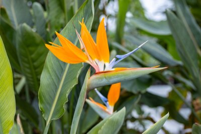 Papier peint  Strelitzia reginae flower. This plant is commonly known as the crane flower or bird of paradise. It is widely cultivated for its dramatic flowers. In temperate areas it is a popular houseplant.
