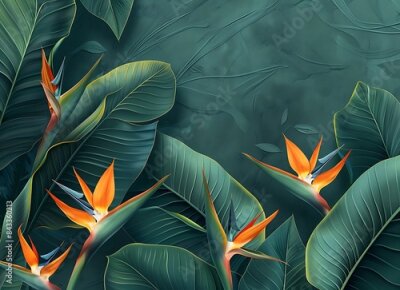 Papier peint  Strelitzia reginae flower with large leaves on a dark green background, tropical leaf texture, an exotic plant in nature shown closeup