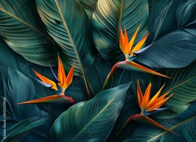 Papier peint  Strelitzia reginae flower with large leaves on a dark green background, tropical leaf texture, an exotic plant in nature shown closeup