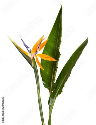 Papier peint  Strelitzia reginae flower with leaves, Bird of paradise flower, Tropical flower isolated on white background, with clipping path
