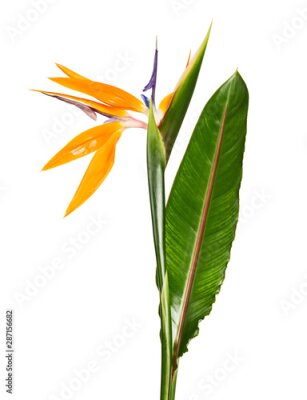 Papier peint  Strelitzia reginae flower with leaves, Bird of paradise flower, Tropical flower isolated on white background, with clipping path