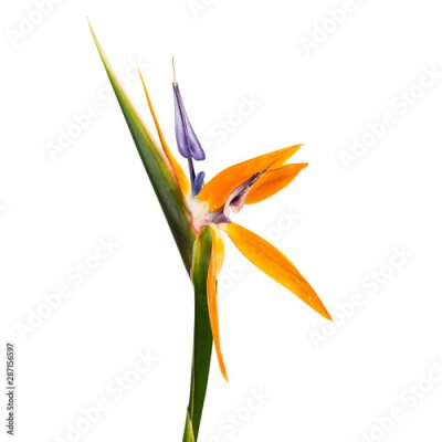 Papier peint  Strelitzia reginae flower with leaves, Bird of paradise flower, Tropical flower isolated on white background, with clipping path