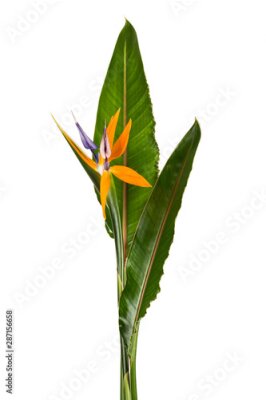 Papier peint  Strelitzia reginae flower with leaves, Bird of paradise flower, Tropical flower isolated on white background, with clipping path