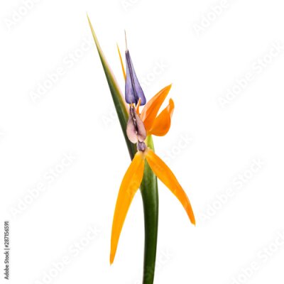 Papier peint  Strelitzia reginae flower with leaves, Bird of paradise flower, Tropical flower isolated on white background, with clipping path
