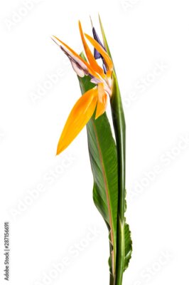 Papier peint  Strelitzia reginae flower with leaves, Bird of paradise flower, Tropical flower isolated on white background, with clipping path