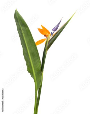 Papier peint  Strelitzia reginae flower with leaves, Bird of paradise flower, Tropical flower isolated on white background, with clipping path