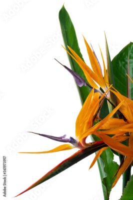 Papier peint  Strelitzia reginae flower with leaves, Bird of paradise flower, Tropical flower isolated on white background, with clipping path
