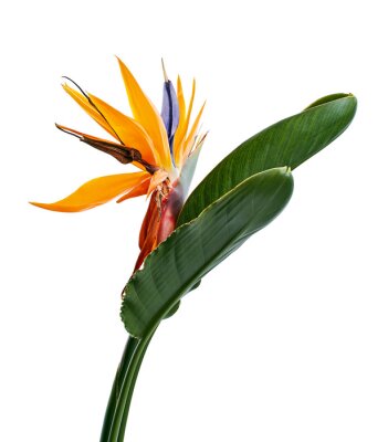 Papier peint  Strelitzia reginae flower with leaves, Bird of paradise flower, Tropical flower isolated on white background, with clipping path