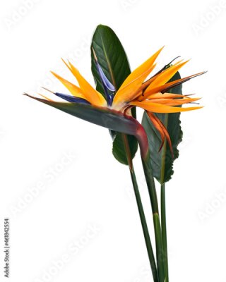 Papier peint  Strelitzia reginae flower with leaves, Bird of paradise flower, Tropical flower isolated on white background, with clipping path