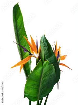 Papier peint  Strelitzia reginae flower with leaves, Bird of paradise flower, Tropical flower isolated on white background, with clipping path