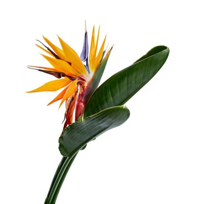 Papier peint  Strelitzia reginae flower with leaves, Bird of paradise flower, Tropical flower isolated on white background, with clipping path