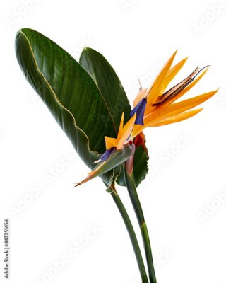 Papier peint  Strelitzia reginae flower with leaves, Bird of paradise flower, Tropical flower isolated on white background, with clipping path