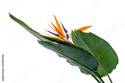 Papier peint  Strelitzia reginae flower with leaves, Bird of paradise flower, Tropical flower isolated on white background, with clipping path