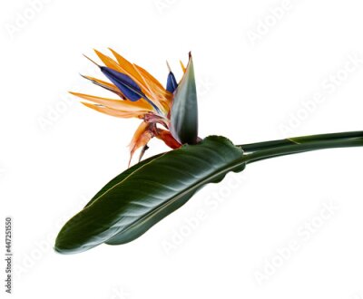 Papier peint  Strelitzia reginae flower with leaves, Bird of paradise flower, Tropical flower isolated on white background, with clipping path