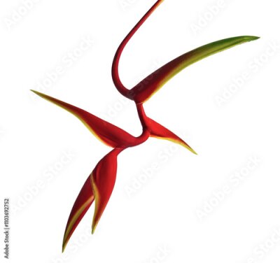 Papier peint  Strelitzia reginae flower with leaves, Bird of paradise flower, Tropical flower isolated on white background, with clipping path
