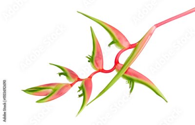 Papier peint  Strelitzia reginae flower with leaves, Bird of paradise flower, Tropical flower isolated on white background, with clipping path
