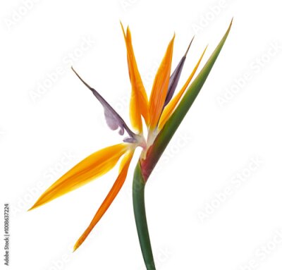 Papier peint  Strelitzia reginae flower with leaves, Bird of paradise flower, Tropical flower isolated on white background, with clipping path