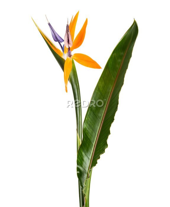 Papier peint  Strelitzia reginae flower with leaves, Bird of paradise flower, Tropical flower isolated on white background, with clipping path