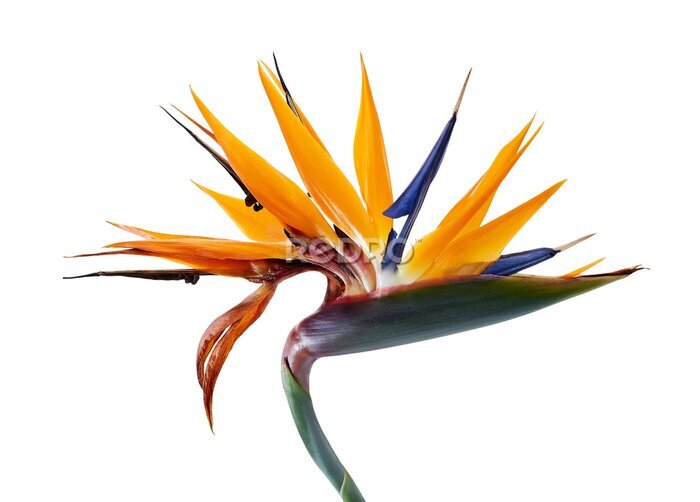 Papier peint  Strelitzia reginae flower with leaves, Bird of paradise flower, Tropical flower isolated on white background, with clipping path
