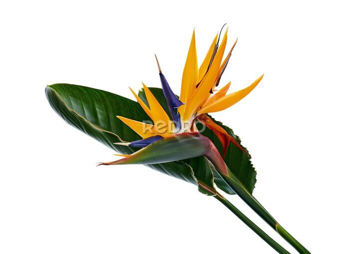 Papier peint  Strelitzia reginae flower with leaves, Bird of paradise flower, Tropical flower isolated on white background, with clipping path
