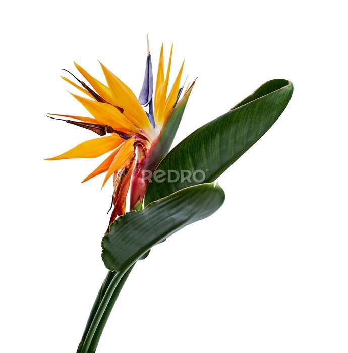 Papier peint  Strelitzia reginae flower with leaves, Bird of paradise flower, Tropical flower isolated on white background, with clipping path