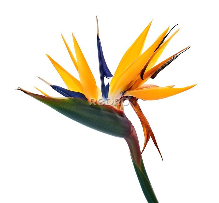 Papier peint  Strelitzia reginae flower with leaves, Bird of paradise flower, Tropical flower isolated on white background, with clipping path