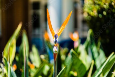 Papier peint  Strelitzia reginae - flowering plant indigenous to South Africa. Common names: Crane Flower, Bird of Paradise. 