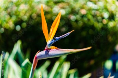 Papier peint  Strelitzia reginae - flowering plant indigenous to South Africa. Common names: Crane Flower, Bird of Paradise. 