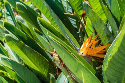 Papier peint  Strelitzia reginae - flowering plant indigenous to South Africa. Common names include Crane Flower or Bird of Paradise. Flower on right, with leaves, horizontal landscape orientation. 