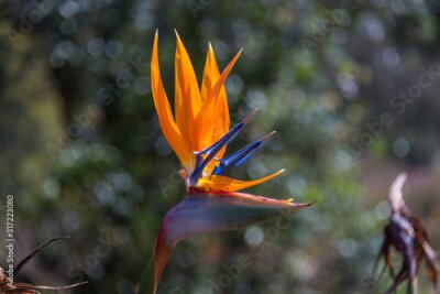 Papier peint  Strelitzia Reginae flowering plant with orange and blue flower. Bird of paradise