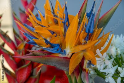 Papier peint  Strelitzia reginae flowers for sale Madeira Portugal
