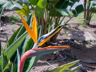 Papier peint  Strelitzia reginae flowers in a city flower bed on a sunny day
