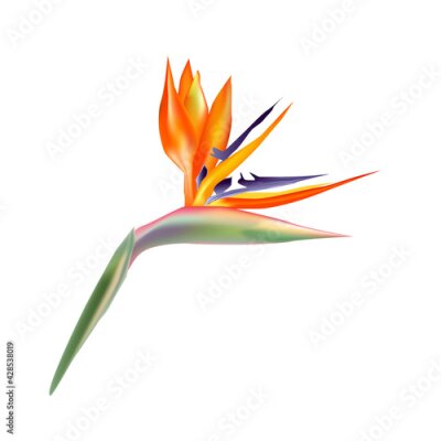 Papier peint  Strelitzia reginae flowers. Strelitzia , bird of Paradise, flower isolated on white background. Fresh tropical flower. Exotic flora, botany plant with petals. Realistic vector illustration